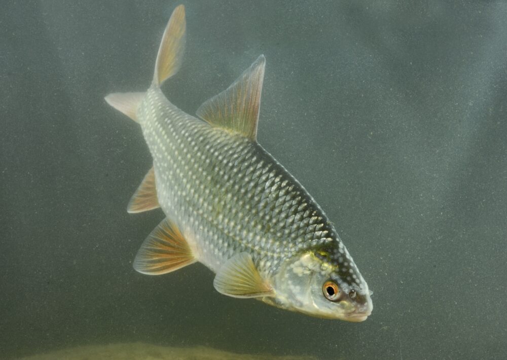 Foto van een Blankvoorn ©VildaPhoto/Rollin Verlinde