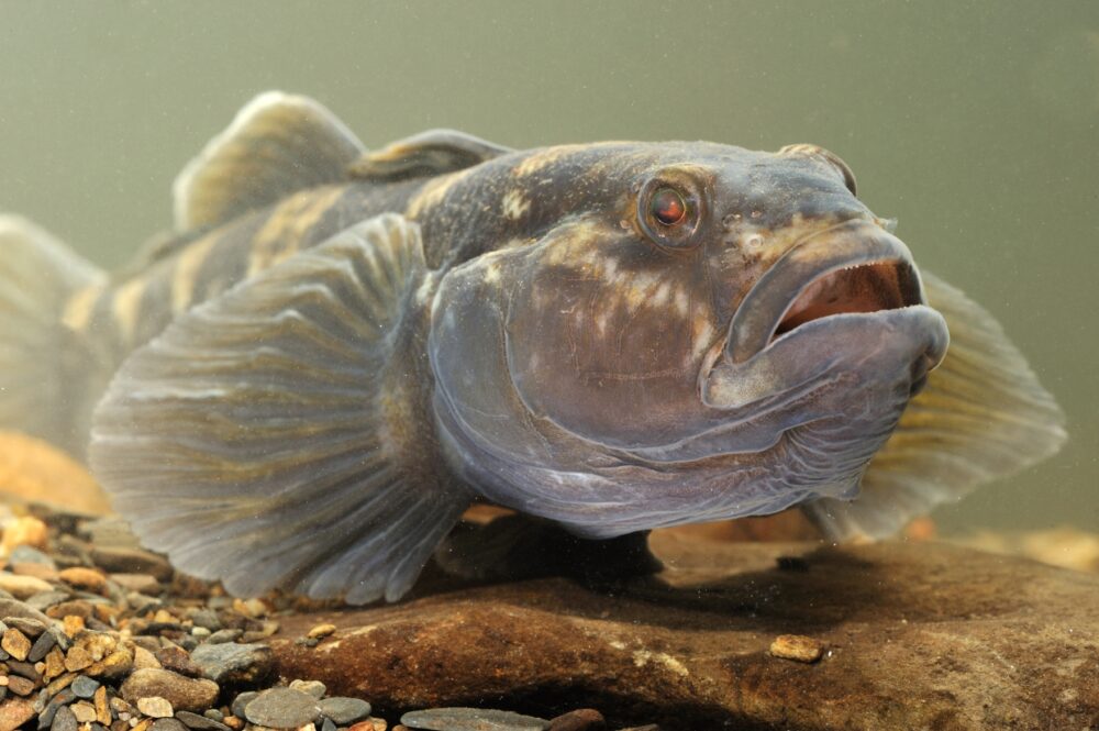 Foto van een Zwartbekgrondel ©VildaPhoto/Rollin Verlinde